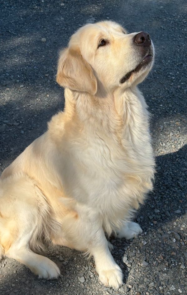 Saillie Golden Retriever LOF